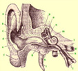 dessin en coupe d'une oreille